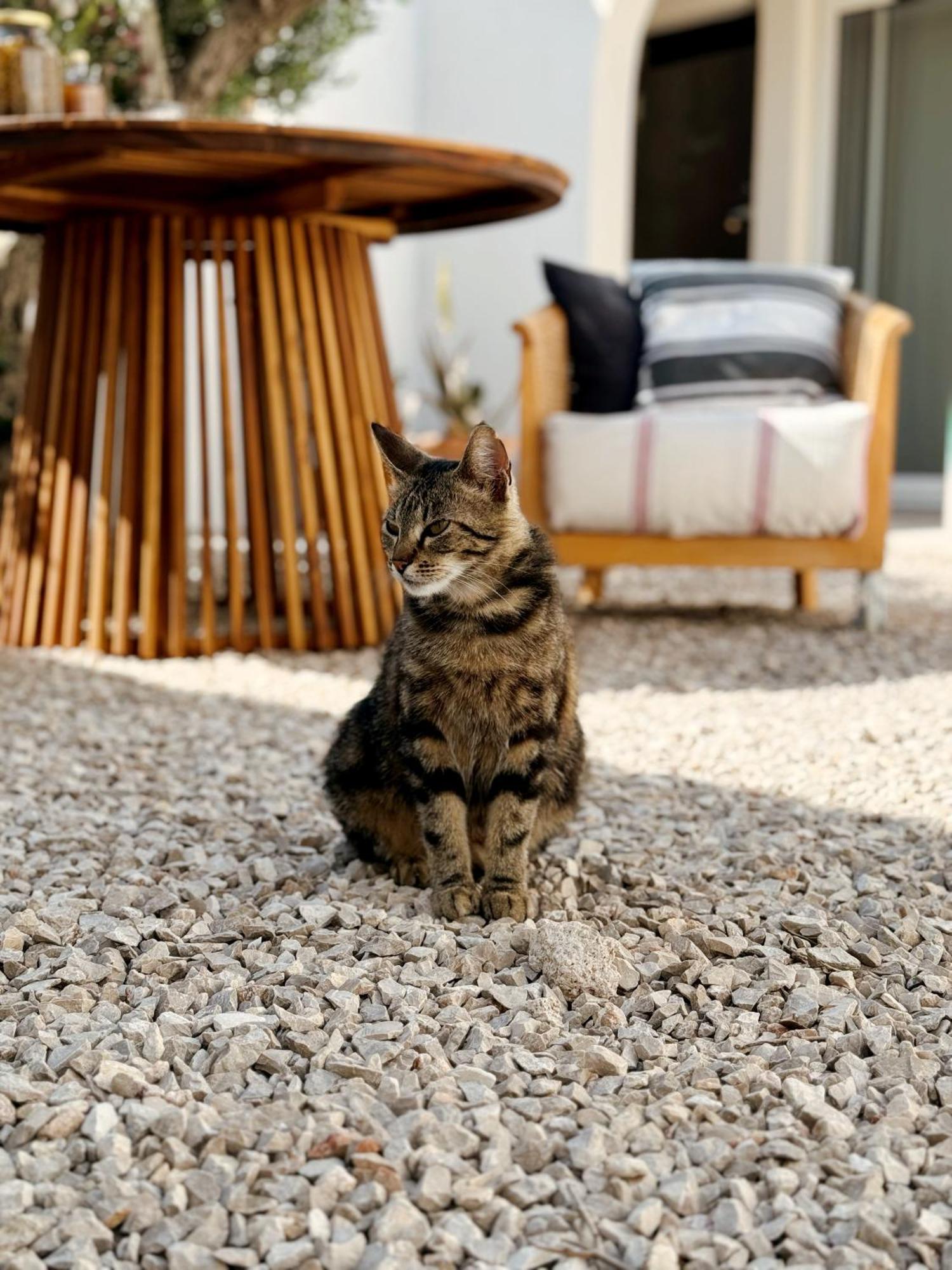 Sol Melba Boutique Studios - Maslinica Dış mekan fotoğraf