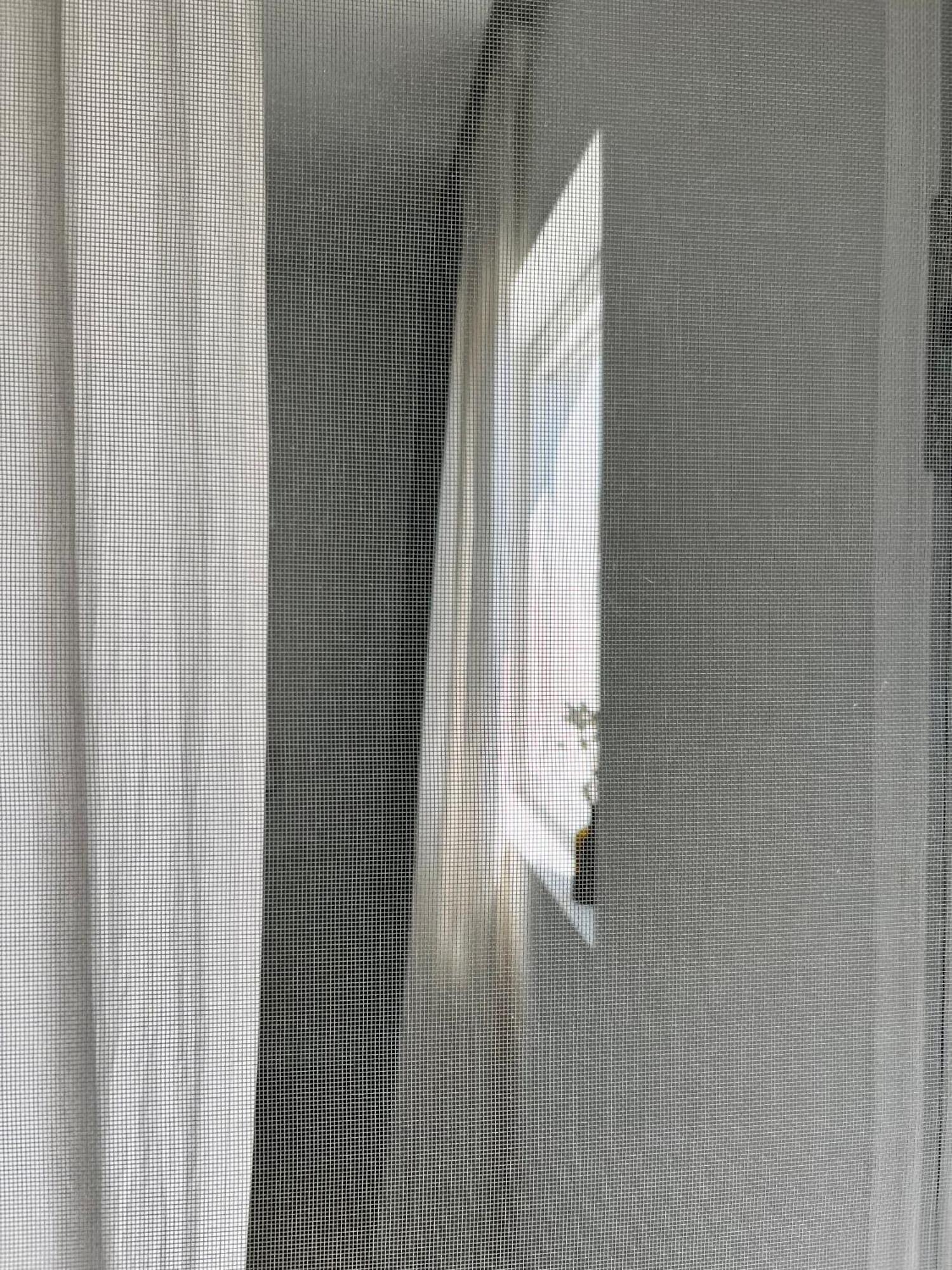 Sol Melba Boutique Studios - Maslinica Dış mekan fotoğraf